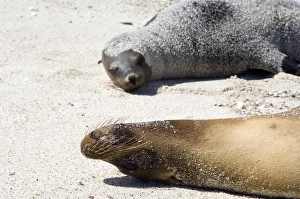 Sea lion relaxing on beach, Galapagos Islands Sea lion relaxing on beach, Galapagos Islands