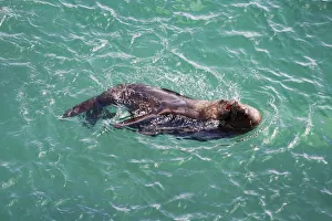 Sea lions playing in the waters of Valdes Peninsula Sea lions playing in the waters of Valdes Peninsula