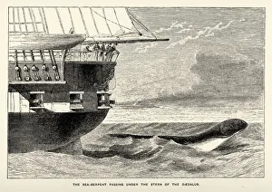 Sea monster - Sea-serpent seen from HMS Daedalus Sea monster - Sea-serpent seen from HMS Daedalus