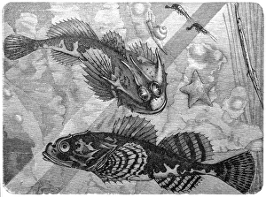 Sea scorpion (Cottus scorpius , Cottus bubalis) Sea scorpion (Cottus scorpius , Cottus bubalis)