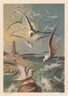 Seagulls on a coast with lighthouse, lithograph, published in 1883 Seagulls on a coast with lighthouse, lithograph, published in 1883