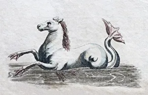 Seahorse, handcoloured copper engraving from Friedrich Justin Bertuch Picture book for Seahorse, handcoloured copper engraving from Friedrich Justin Bertuch Picture book for