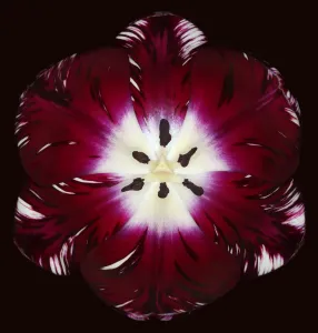 Prints of Tulip Bessie flame Wakefield Prints: Fine Art Print of Bessie Tulip Flame by Brian Haslam