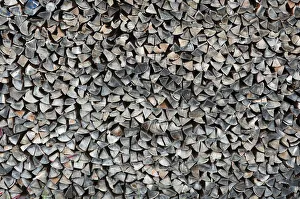 Seasoned, stacked firewood, Bavaria, Germany Seasoned, stacked firewood, Bavaria, Germany
