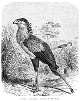 Secretary bird engraving 1892