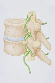 Section diagram depicting the human vertebral column, spinal nerve Section diagram depicting the human vertebral column, spinal nerve