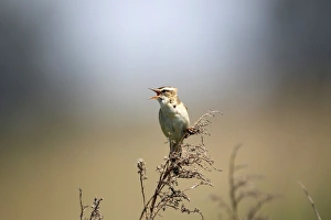 Sedge Warbler -Acrocephalus schoenobaenus-, singing, Burgenland, Austria, Europe Sedge Warbler -Acrocephalus schoenobaenus-, singing, Burgenland, Austria, Europe