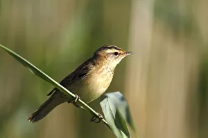Sedge Warbler (Acrocephalus schoenobaenus) sitting on a reed stem Sedge Warbler (Acrocephalus schoenobaenus) sitting on a reed stem
