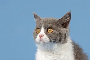 Selkirk Rex kitten, 10 weeks, colour blue-white Selkirk Rex kitten, 10 weeks, colour blue-white