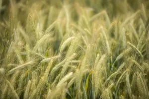 Semi-mature barley field -Hordeum vulgare-, Baden-Wuerttemberg, Germany, Europe Semi-mature barley field -Hordeum vulgare-, Baden-Wuerttemberg, Germany, Europe