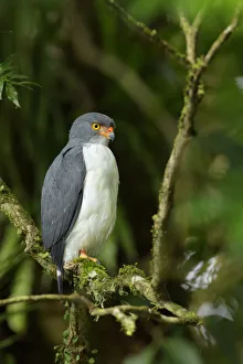 Semiplumbeous Hawk (Leucopternis semiplumbeus) Semiplumbeous Hawk (Leucopternis semiplumbeus)