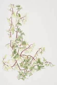 Images Dated 18th July 2006: Senecio macroglossus Variegatus, Cape Ivy or Natal Ivy or Wax Vine
