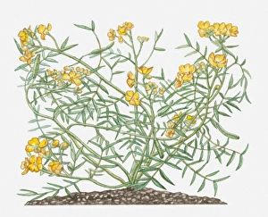 Senna Alexandrina (Alexandrian Senna) with yellow flowers and green leaves on long stems Senna Alexandrina (Alexandrian Senna) with yellow flowers and green leaves on long stems