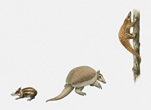 Sequence of illustrations of Lowland Streaked Tenrec (Hemicentetes semispinosus), Giant Armadillo (Priodontes maximus) Sequence of illustrations of Lowland Streaked Tenrec (Hemicentetes semispinosus), Giant Armadillo (Priodontes maximus)