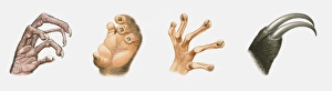 Sequence of illustrations of nocturnal animals hands that are good for gripping Sequence of illustrations of nocturnal animals hands that are good for gripping
