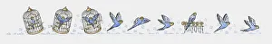 Sequence of illustrations showing blue budgerigar inside birdcage, flying, and perching Sequence of illustrations showing blue budgerigar inside birdcage, flying, and perching