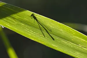 Insect Fauna Photos Prints: Shadow of a dragonfly