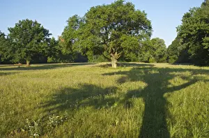 Outdoor Flora Photography Prints: Shadow of an Oak Tree (Quercus)