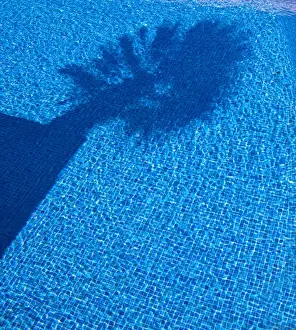 Palm Tree Photography Prints: Shadow of a palm tree in a pool