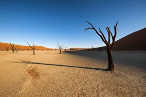 Shadows from the dead Acacia trees fall onto the ancient textured clay surface of Deadvlei at sunrise Shadows from the dead Acacia trees fall onto the ancient textured clay surface of Deadvlei at sunrise