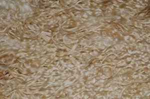 Sheep fleece showing texture & color of the wool Sheep fleece showing texture & color of the wool
