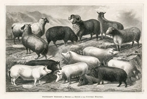 Sheep and hogs engraving 1873 Sheep and hogs engraving 1873