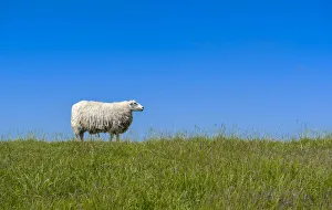 Sheep -Ovis orientalis aries- standing on a dike, near Archsum, Sylt, Schleswig-Holstein, Germany Sheep -Ovis orientalis aries- standing on a dike, near Archsum, Sylt, Schleswig-Holstein, Germany