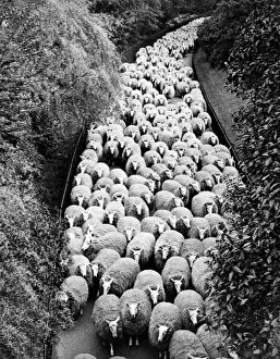 Landscape Photography Art Prints: Sheep on path, elevated view (B&W)