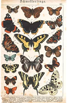 Digital vision vectors/insect lithographs/sheet rare watercolor victorian lithography Digital vision vectors/insect lithographs/sheet rare watercolor victorian lithography