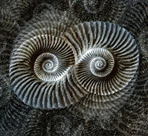 Spiral Collection: Shell fossil collage