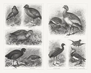 Shorebirds (Charadriiformes), wood engravings, published in 1897 Shorebirds (Charadriiformes), wood engravings, published in 1897
