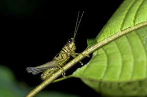 Short-horned grasshopper -Caelifera spec.-, Tiputini rainforest, Yasuni National Park Short-horned grasshopper -Caelifera spec.-, Tiputini rainforest, Yasuni National Park