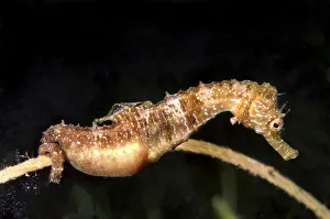Short-snouted Seahorse -Hippocampus hippocampus-, male with eggs, Black Sea, Crimea Short-snouted Seahorse -Hippocampus hippocampus-, male with eggs, Black Sea, Crimea