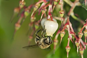 Short-tongued Hoverfly -Villa spec.- drinking from a flower of the Western Strawberry Short-tongued Hoverfly -Villa spec.- drinking from a flower of the Western Strawberry