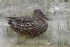 Shoveler or Shoveller -Anas clypeata-, female standing in shallow water, Lake Neusiedl, Burgenland, Austria, Europe Shoveler or Shoveller -Anas clypeata-, female standing in shallow water, Lake Neusiedl, Burgenland, Austria, Europe