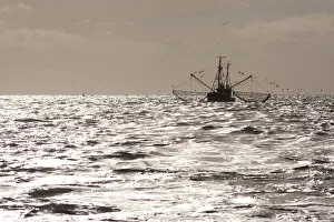 Shrimp boat with gulls off the North Sea coast with backlighting, Buesum, Schleswig-Holstein, Germany, Europe Shrimp boat with gulls off the North Sea coast with backlighting, Buesum, Schleswig-Holstein, Germany, Europe