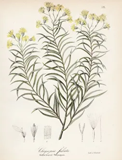 Sickleleaf silkgrass botanical engraving 1843 Sickleleaf silkgrass botanical engraving 1843