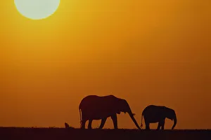 Silhouette of African elephants (Loxodanta africana) at sunset Silhouette of African elephants (Loxodanta africana) at sunset