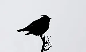 Silhouette of a Bohemian Waxwing -Bombycilla garrulus-, Skagway, Alaska, USA Silhouette of a Bohemian Waxwing -Bombycilla garrulus-, Skagway, Alaska, USA