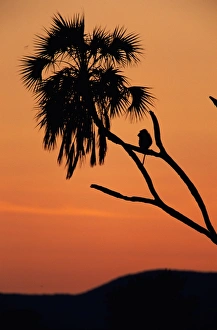 Silhouette of lone chacma baboon (Papio ursinus) in palm tree Silhouette of lone chacma baboon (Papio ursinus) in palm tree