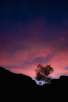 Silhouette of tree at sunset, Fish River Canyon, Ai-Ais Richtersveld Transfrontier Park Silhouette of tree at sunset, Fish River Canyon, Ai-Ais Richtersveld Transfrontier Park