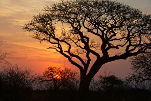 A silhouette of a tree at sunset. Isimangaliso, Kwazulu-Natal, South Africa A silhouette of a tree at sunset. Isimangaliso, Kwazulu-Natal, South Africa