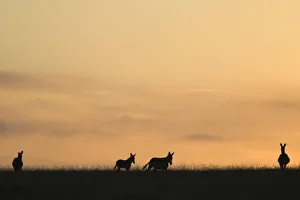 Silhouetted Cape Mountain Zebra (Equus zebra) at Dusk. Tsolwana Game Reserve Silhouetted Cape Mountain Zebra (Equus zebra) at Dusk. Tsolwana Game Reserve