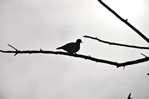 Silhouetted Ring-necked dove on branch against overcast grey sky, Pilanesberg National Park, South Africa Silhouetted Ring-necked dove on branch against overcast grey sky, Pilanesberg National Park, South Africa