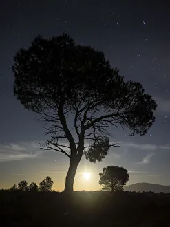 Silhouettes of two trees on the mountain with full moon Silhouettes of two trees on the mountain with full moon