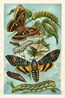 Silk Moth and Hawkmoth with caterpillar on branch Silk Moth and Hawkmoth with caterpillar on branch