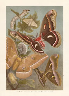 Silkmoth, chromolithograph, published in 1897 Silkmoth, chromolithograph, published in 1897