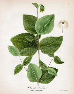 Silky virgin bower botanical engraving 1843 Silky virgin bower botanical engraving 1843