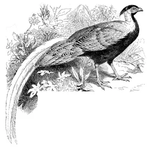 Silver Pheasant (Gallophasis nycthemerus) Silver Pheasant (Gallophasis nycthemerus)