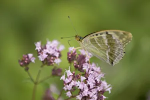 Silver-washed fritillary -Argynnis paphia f valesina-, female, green-gray form, Thuringia, Germany Silver-washed fritillary -Argynnis paphia f valesina-, female, green-gray form, Thuringia, Germany